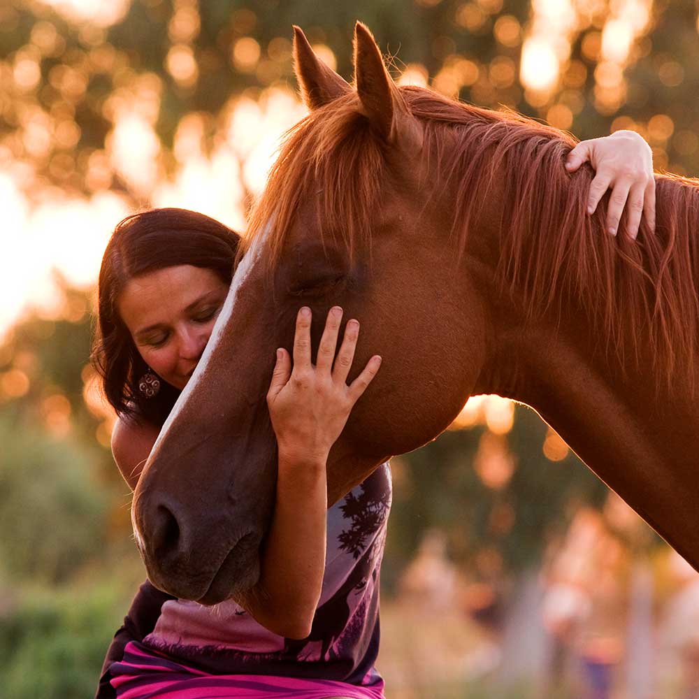 equine counseling